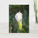 Recherche de composition photographie Fleurs
