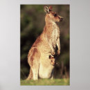 Search for joey kangaroo posters Marsupial