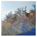 Recherche de cerfs communs carreaux Whitetail