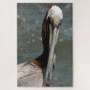 Search for pelican puzzles Wildlife