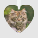 Search for maine coon cat ornaments Kitten