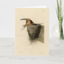 Search for swallows cards Hirundo rustica