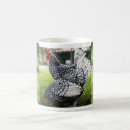 Recherche de poulets tasses Faune