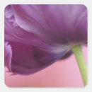 Search for dutch tulip stickers Europe