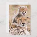 Search for cheetah cub cards Cat