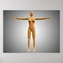 Recherche de anatomie humaine posters Bras