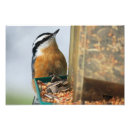 Search for red breasted nuthatch Wildlife
