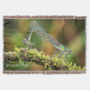 Search for damselfly Wildlife