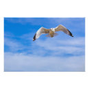 Search for soaring bird posters Nature