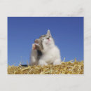 Search for straw postcards Horizontal