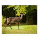 Recherche de cerf virginie posters Faune