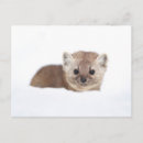 Recherche de martres cartes postales Belette