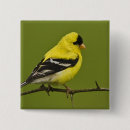 Search for breeding buttons Bird