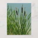 Search for cattail postcards Lake