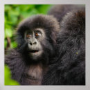 Search for cute gorilla posters Rwanda