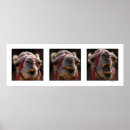 Recherche de expression visage posters Animal