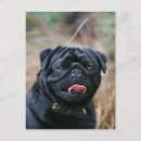 Search for while postcards Black