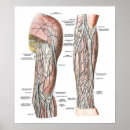 Recherche de veines posters Médical