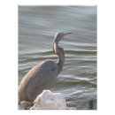 Search for great blue posters Grey