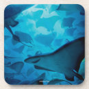 Search for hide coasters Finding dory