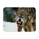 Recherche de loup gris magnets Nature
