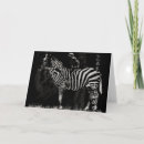 Recherche de zèbre photographie Unique