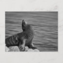 Search for cute lion postcards Beach