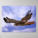 Search for red tailed hawk posters Flying