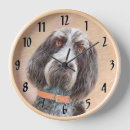 Search for spinone italiano Italian griffon
