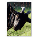 Recherche de betty cartes postales Ferme