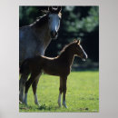 Search for warmblood posters Horses