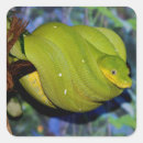 Recherche de serpents stickers Animaux