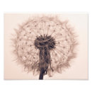 Search for dandelion blowing posters Blowball