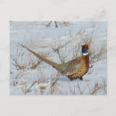 Search for pheasant postcards Phasianus colchicus