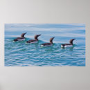 Search for common art Avian