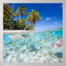 Recherche de poissons exotiques posters Coloré