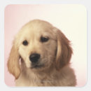 Search for head and shoulders stickers Innocence