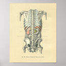 Recherche de imagerie médicale posters Anatomy