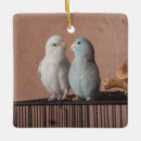 Search for bird pet memorials Parrot