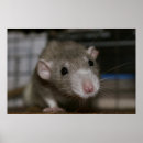Recherche de colombe posters Animal