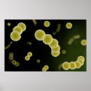 Recherche de protéine posters Détail