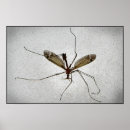 Search for entomology posters Fly