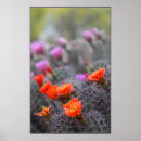 Search for desert colors posters Nature