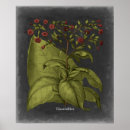 Search for botanical study posters Studies