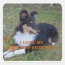 Search for sheepdog stickers Shetland