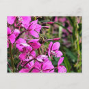Recherche de apiculture cartes postales Jaune