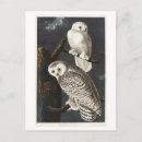 Search for audubon birds of america postcards Vintage