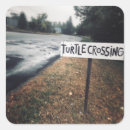 Search for box turtle photography Turtles