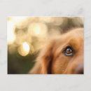 Search for closeup postcards Dog
