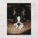 Search for terrier puppy postcards Cute